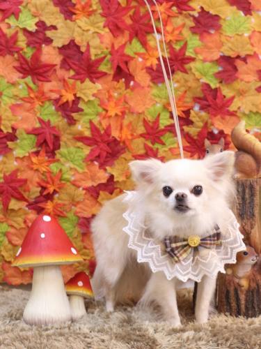 20241104りゅうくん